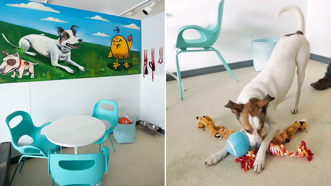 Interior Design — Animal Shelter Makeover