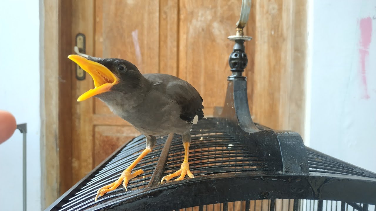 KELEBIHAN MEMELIHARA BURUNG JALAK KEBO DARI ANAKAN