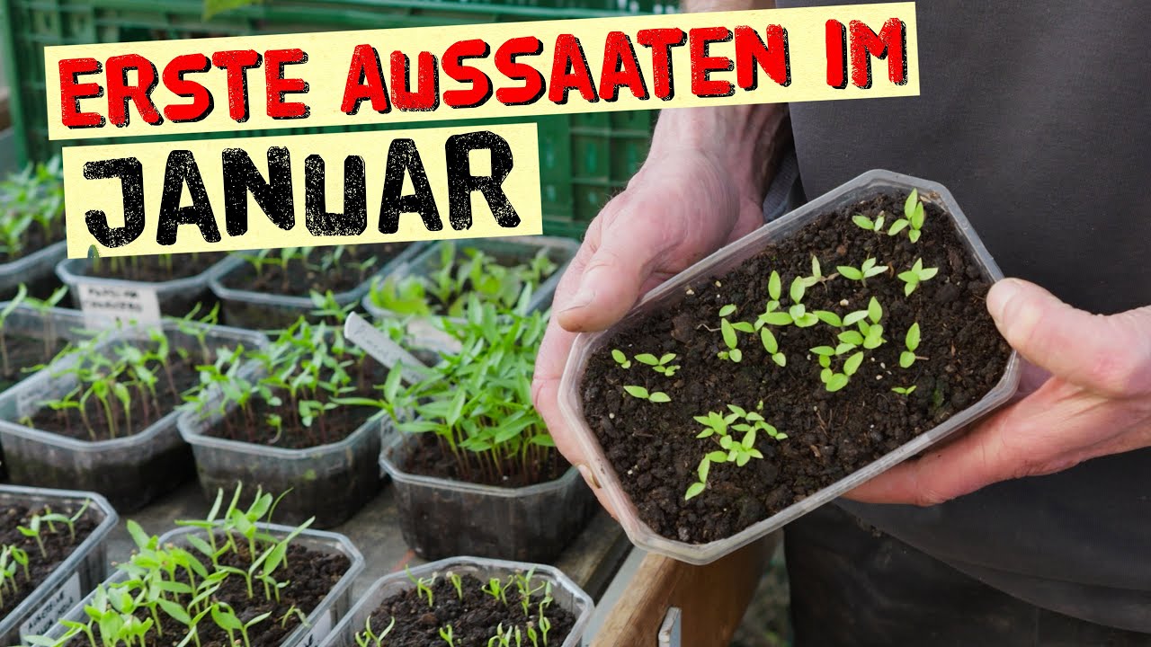 Erste Aussaaten im Januar - was ich jetzt schon auss&auml;e und warum!