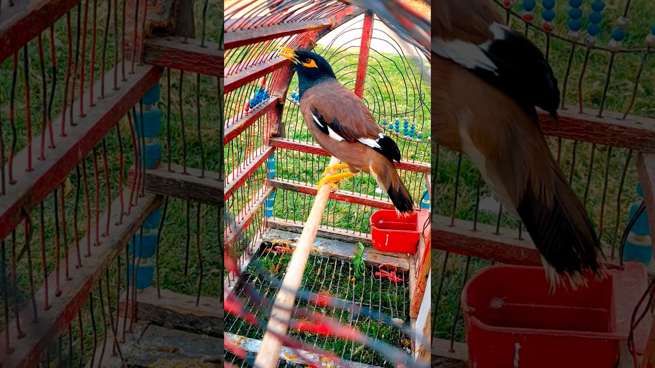 Myna sound and Talking #myna #shorts