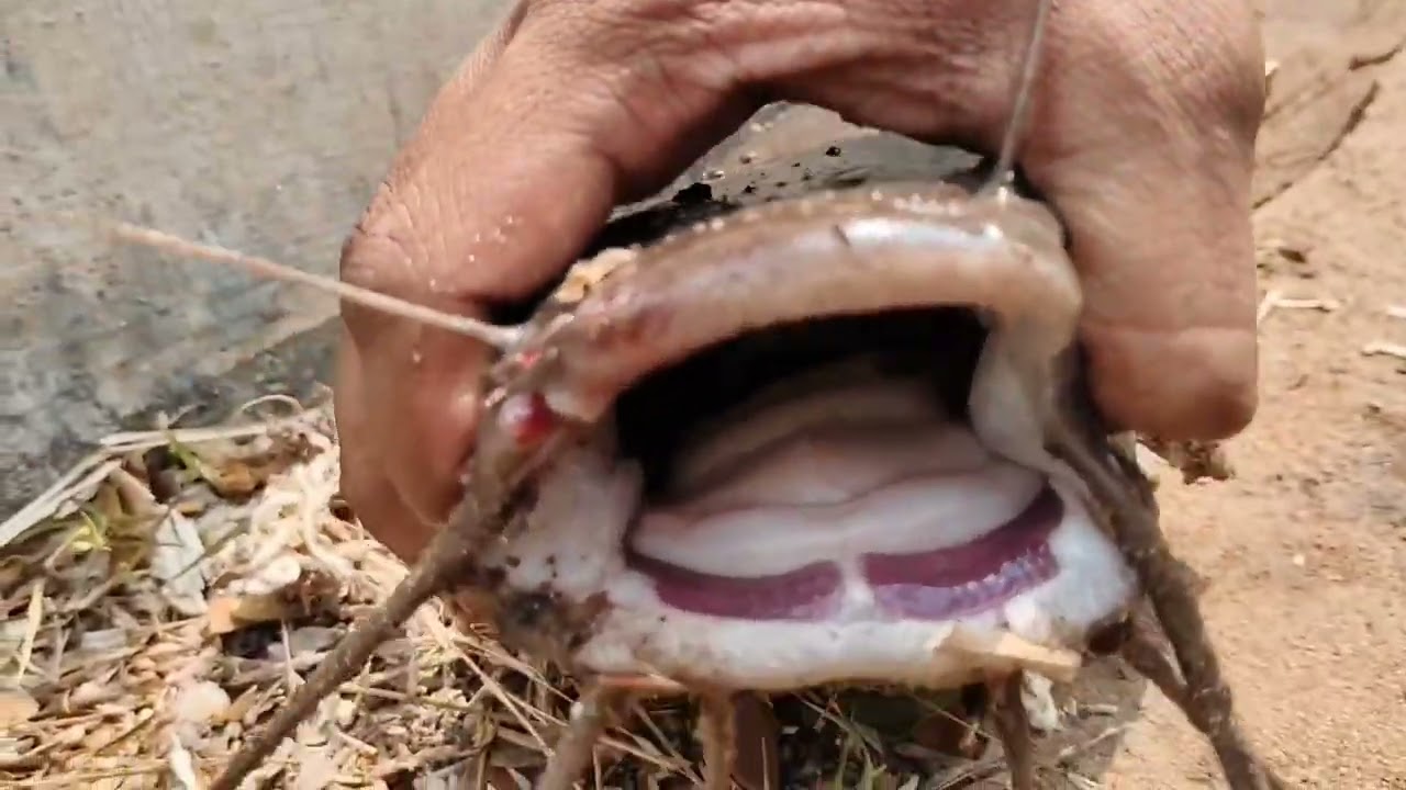 Unexpected catfish 😱 big size 🎣 ஐந்து கால் மடை நாட்டு தேன ஃபிஷ்🐠🐠🐟