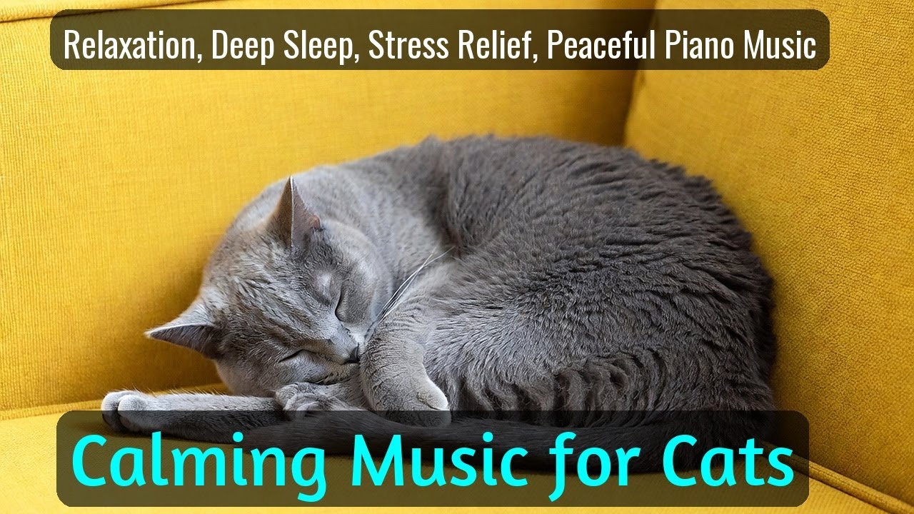 LIVE Calm Cat Nap That Feels So Comforting 😌 | Season 87