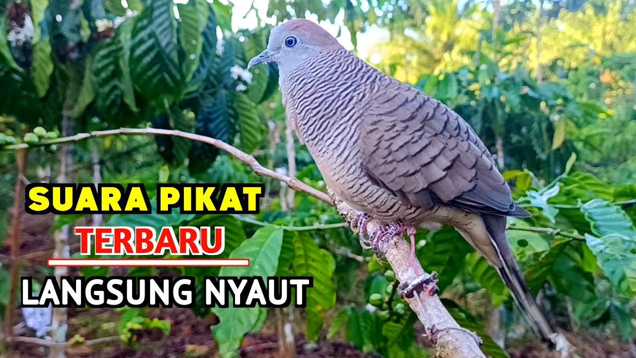 Suara Burung Perkutut Lokal Raja Pikat Terbaik Untuk Memanggil Lawan Supaya Bunyi Gacor