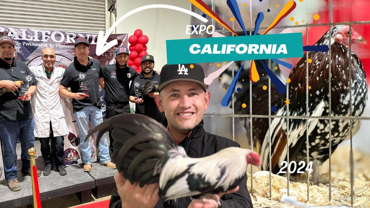 Gallitos Azteca Primer Expo en California Increible Experiencia