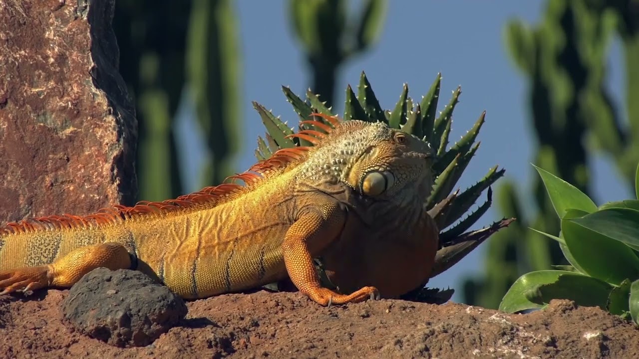 Balade en famille à Crocoparc