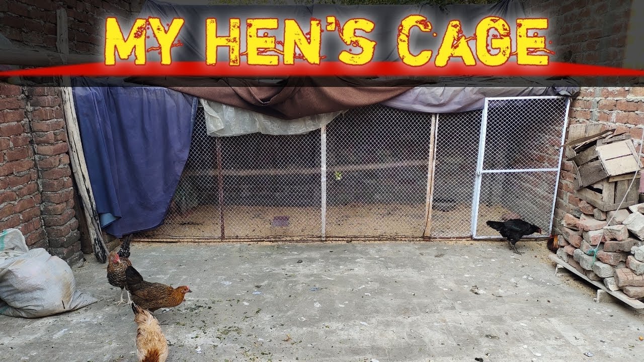 How I built my Hen's Cage? How do you like the chicken house?