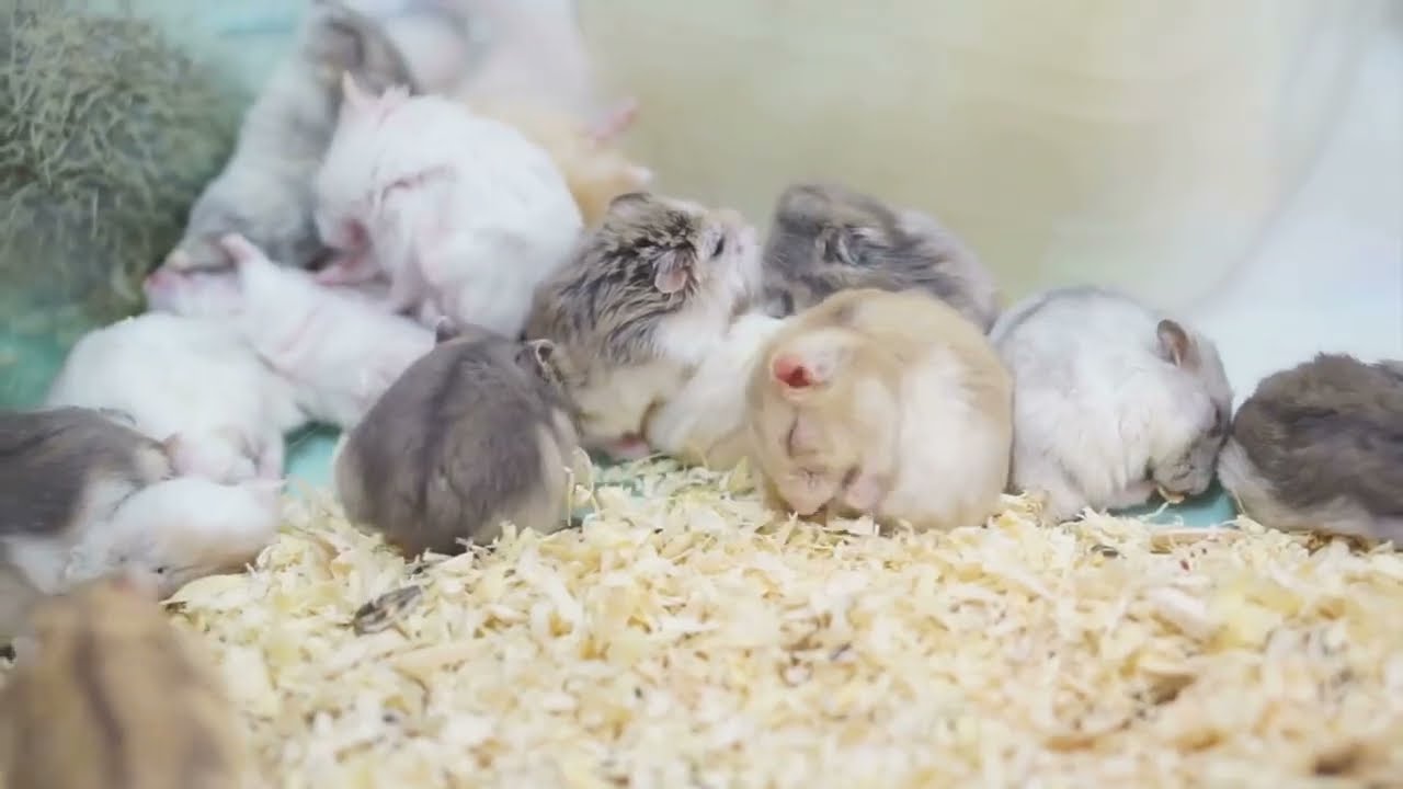 Hamster Antics  2 Minutes of Pure Cutene