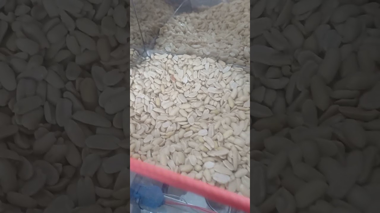عصر زيت الفول السوداني وعباد الشمس وسمسم  ٠١١١١٥٦٩١٢١