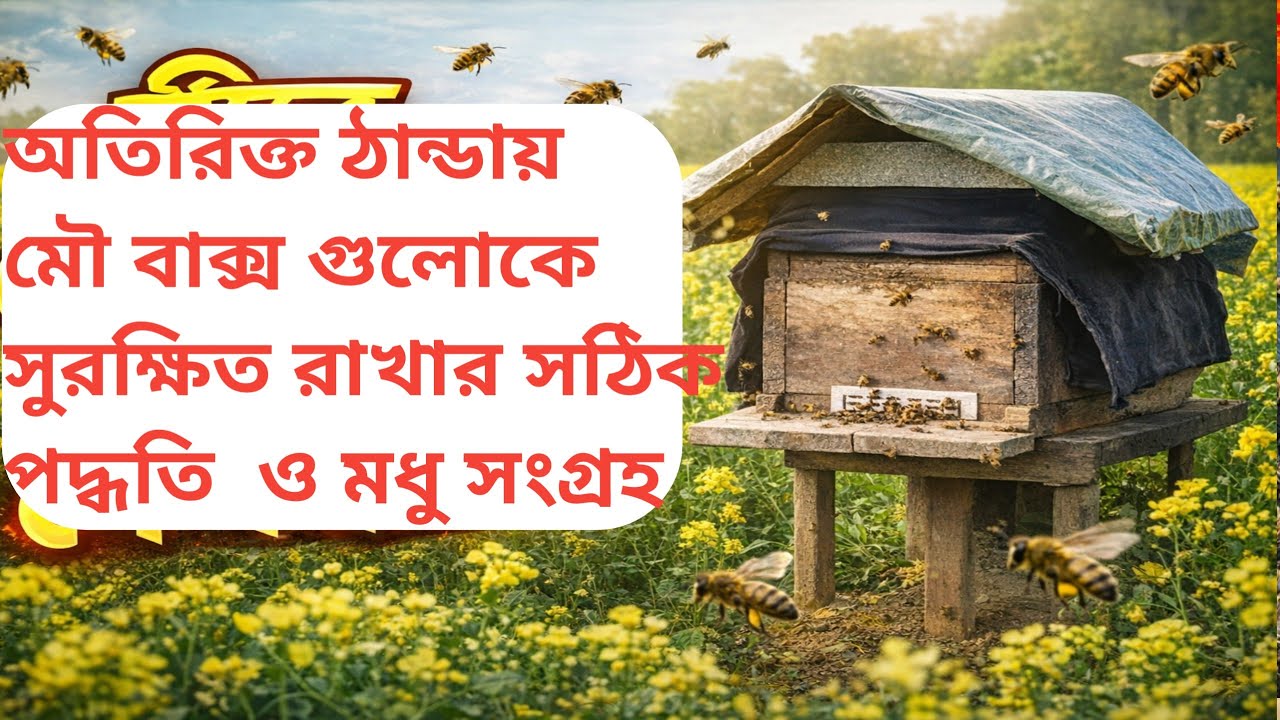 অতিরিক্ত ঠান্ডার দিনে মৌ বক্স গুলো কিভাবে সুরক্ষিত রাখবেন এবং সঠিক সমাধান | Serena mowmaci box palon