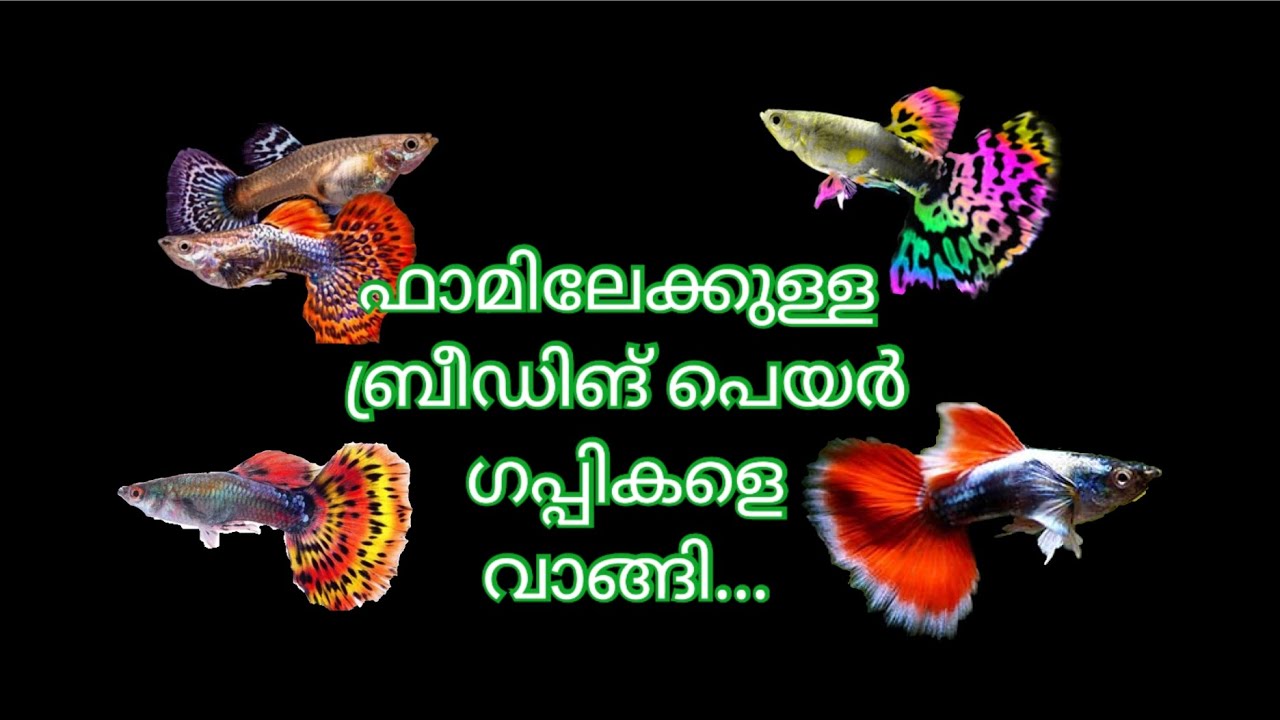 ഫാമിലേക്ക് ഗപ്പികളെ വാങ്ങി.. ഇനിയാണ് കളി..