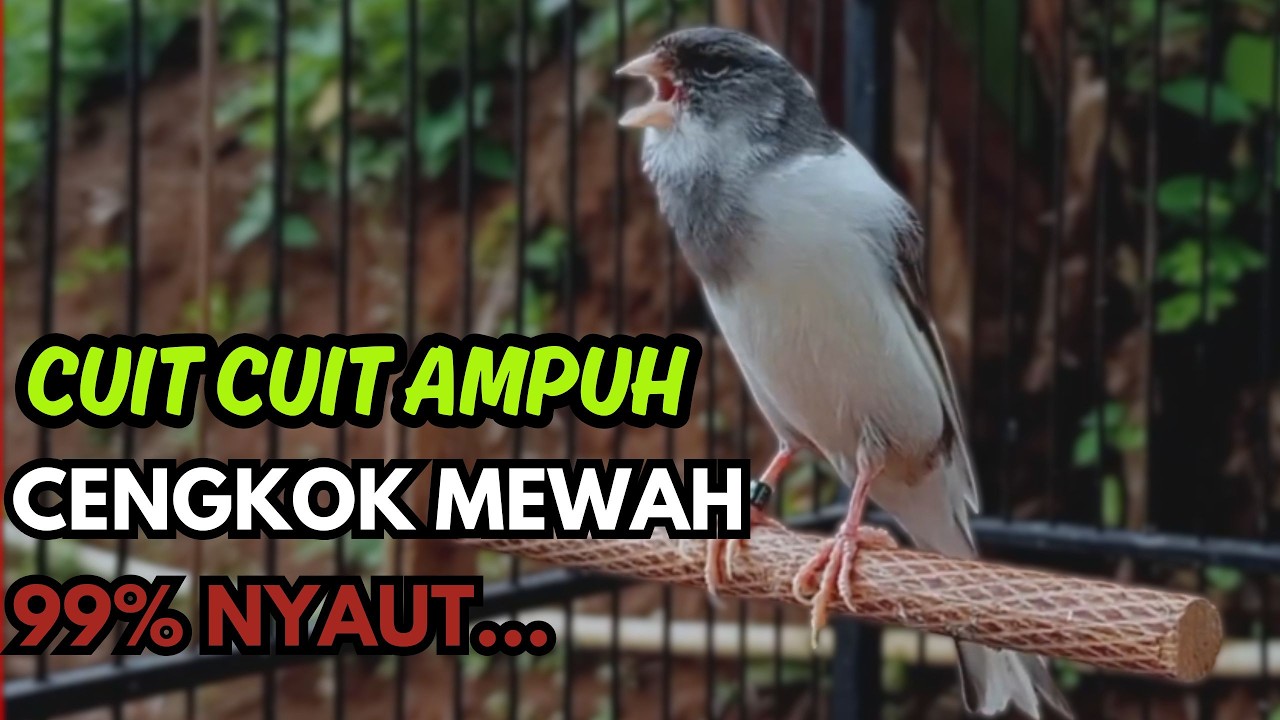 KENARI GACOR  Cuit CUIT BIRAHI SUARA Kenari MASTERAN TERBAIK UNTUK PANCINGAN & MASTERAN Kenari PAUD