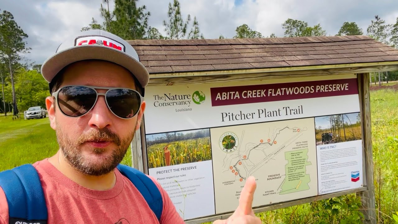 Carnivorous Pitcher Plants at the Abita Creek Flatwoods Preserve