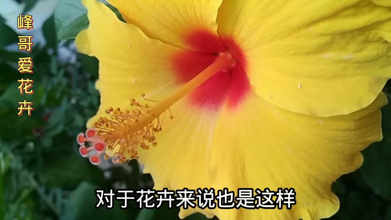 朱槿、扶桑花，春天修剪和施肥很关键，做好了花期长达半年！