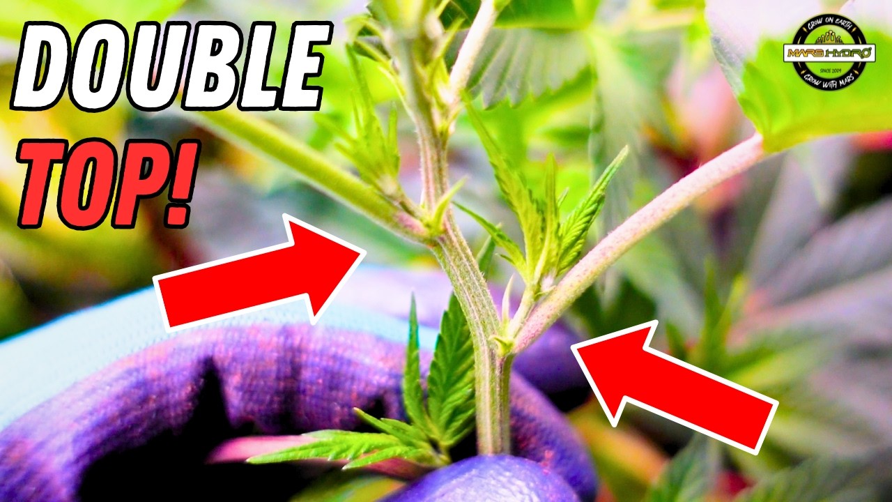 DOUBLE TOPPED IN VEG! 🔥 | Seed to Harvest Series | Mars Hydro