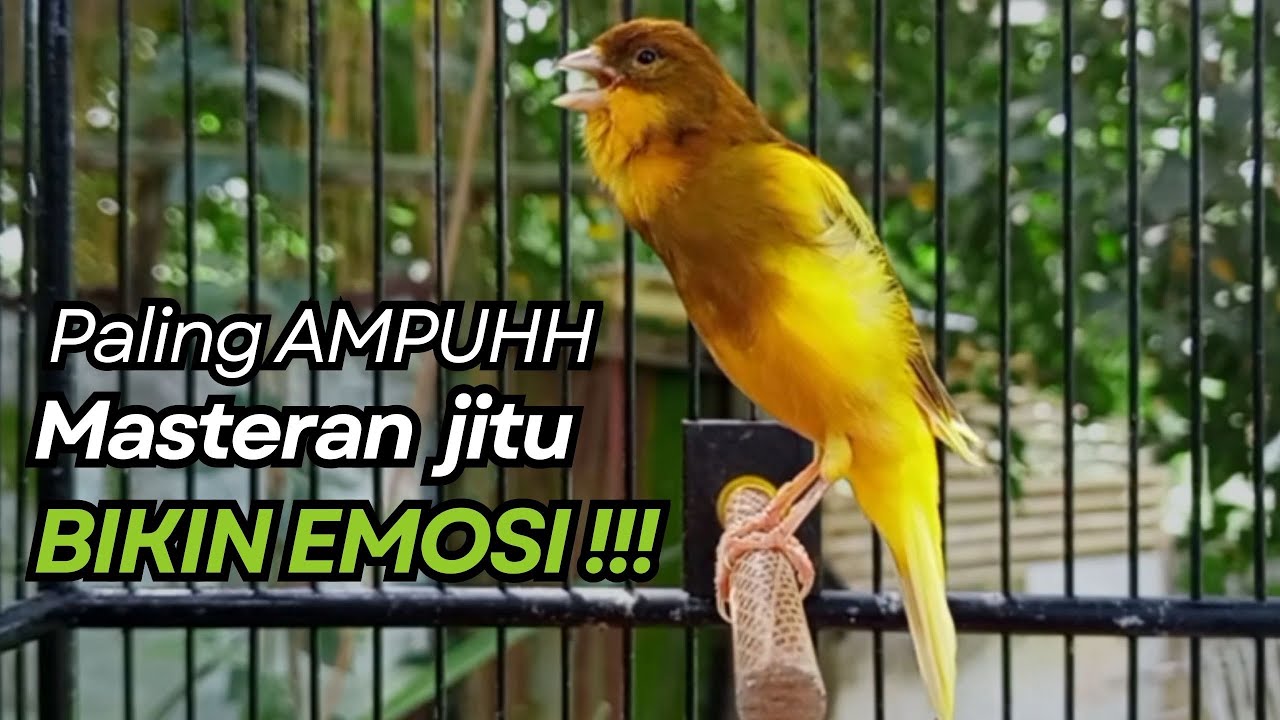 KENARI GACOR Cuit CUIT BIRAHI UNTUK PANCINGAN & MASTERAN Kenari PAUD AGAR BUNYI