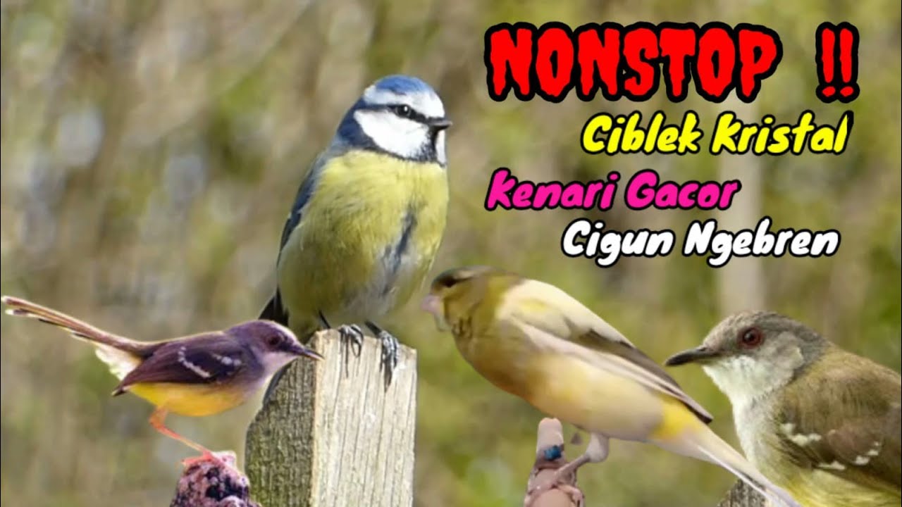 Nonstop Isian Murai Batu !! Ciblek kristal vs Kenari Gacor vs Cigun Ngebren
