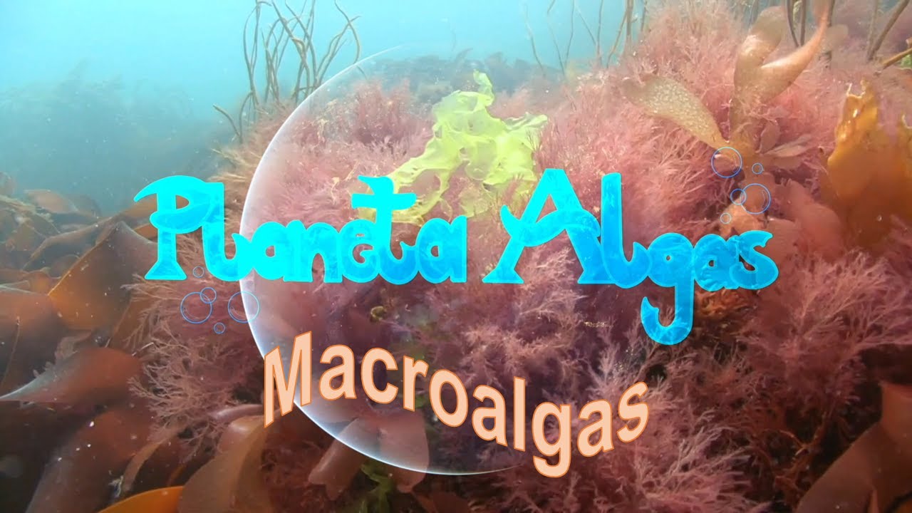 Macroalgas