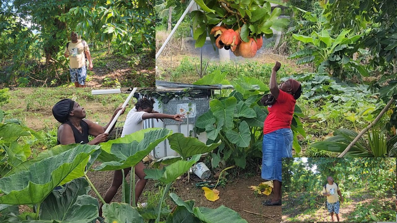 Subscriber from Canada 🇨🇦 subscribers from Jamaica 🇯🇲 checking on the farm today 