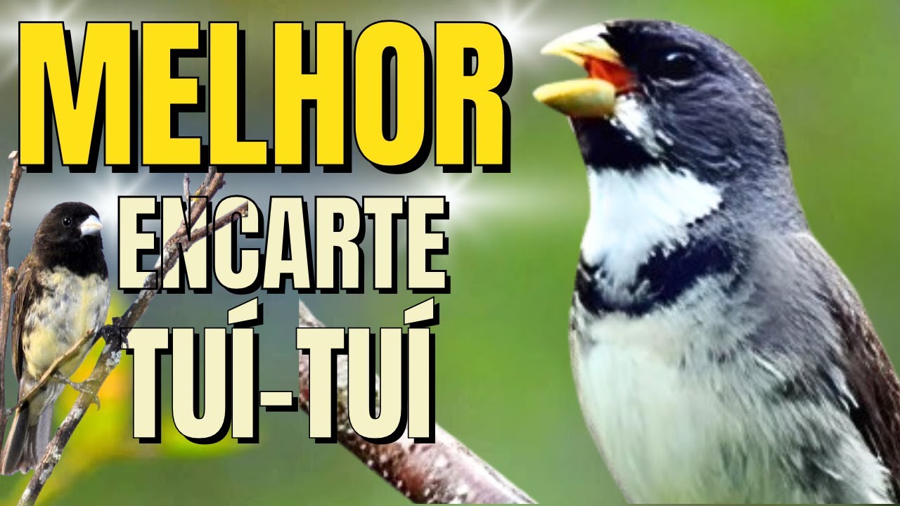 🟢 MELHOR CANTO TUI TUI PARA ENCARTE DE COLEIRO 🟢🟢ÁUDIO COM FÊMEA - ESTIMULE SEU COLEIRO PARDO🟢