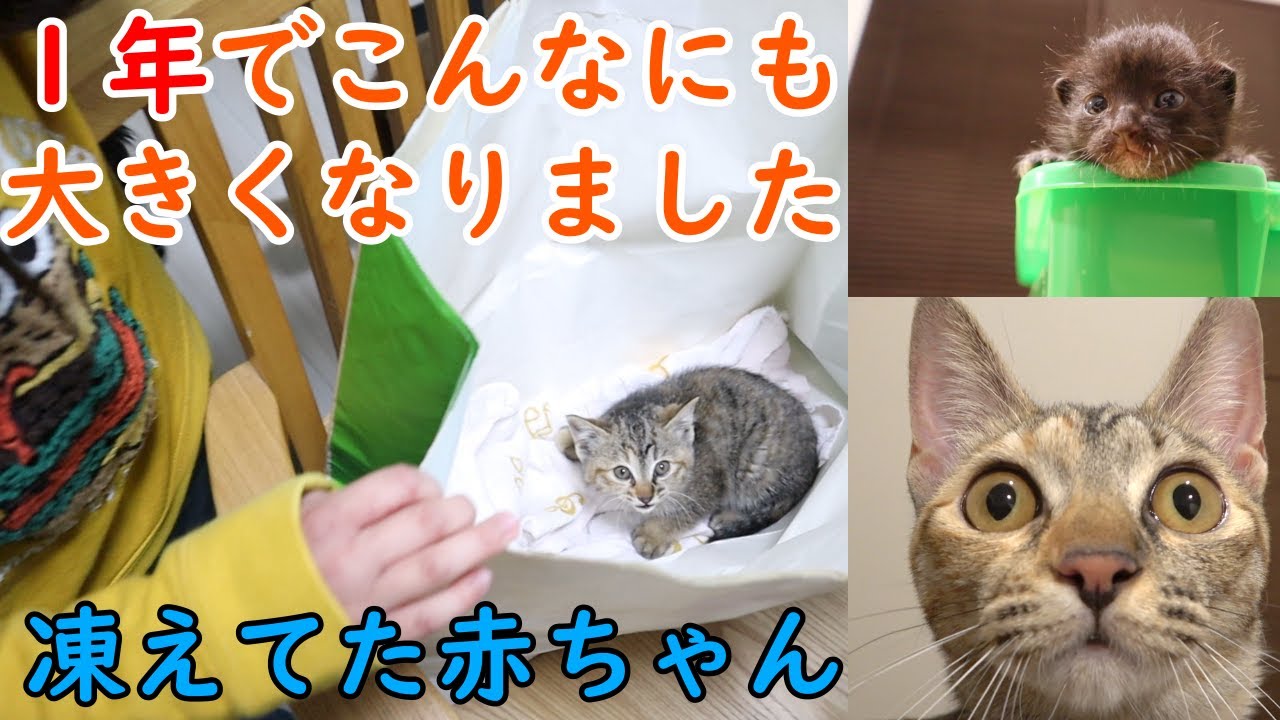 冬の季節、震えていた猫の赤ちゃんを保護してから１年の成長記録