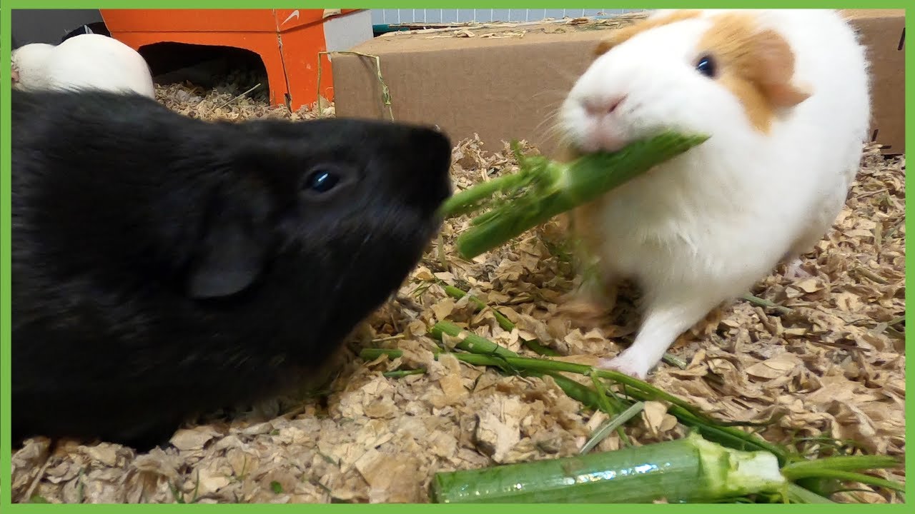 Things that happen when you feed guinea pigs