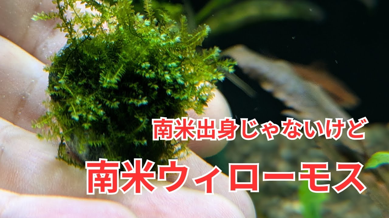 【モコモコしているコケ】南米ウィローモスをご紹介！