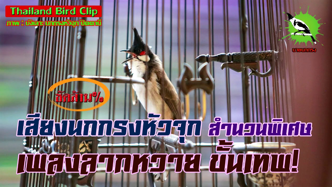 เสียงนกกรงหัวจุก นกเสียงทอง สำนวนพิเศษเพลงลากหวายขั้นเทพ! (Thailand Bird Clip) Chào Mào Thái Lan