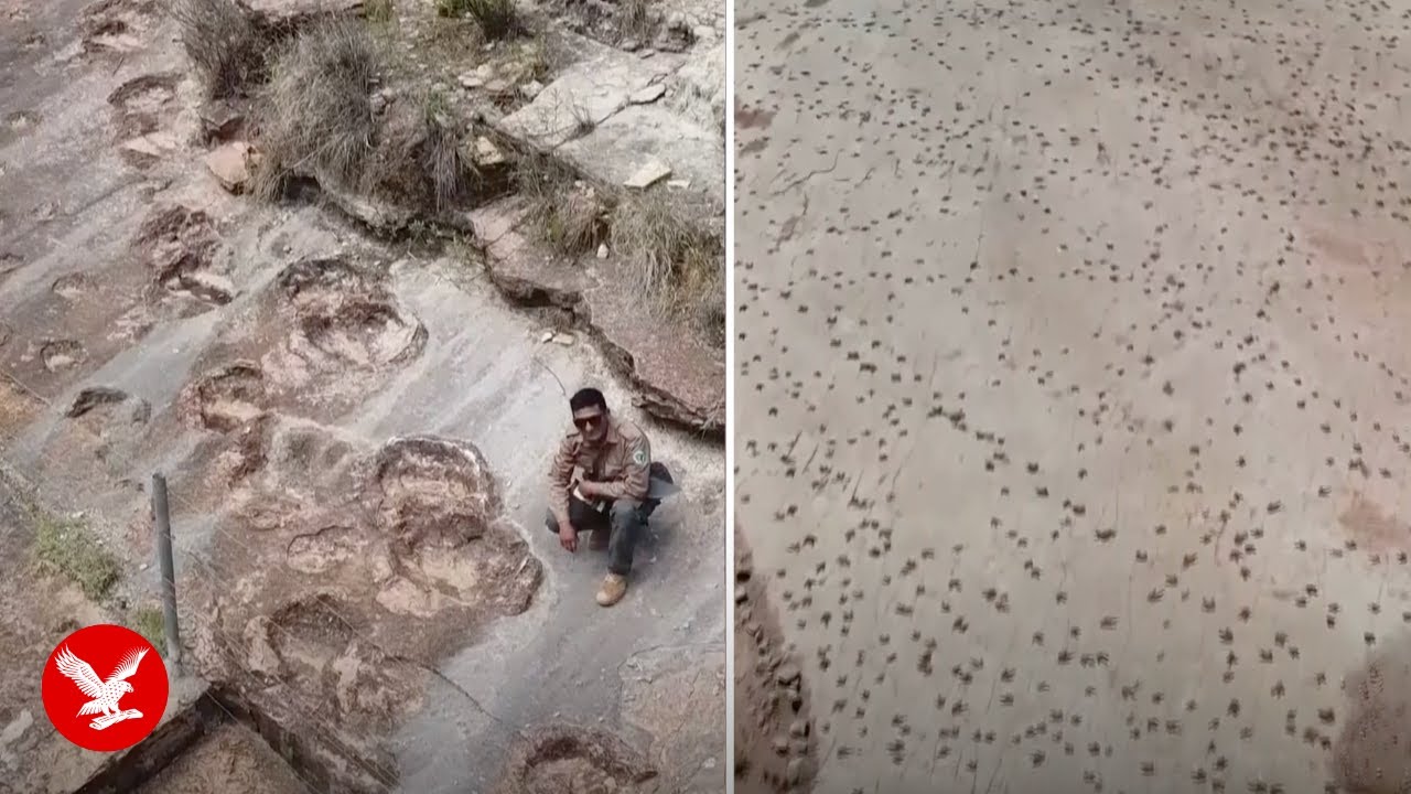 Scientists uncover largest collection of dinosaur footprints ever found