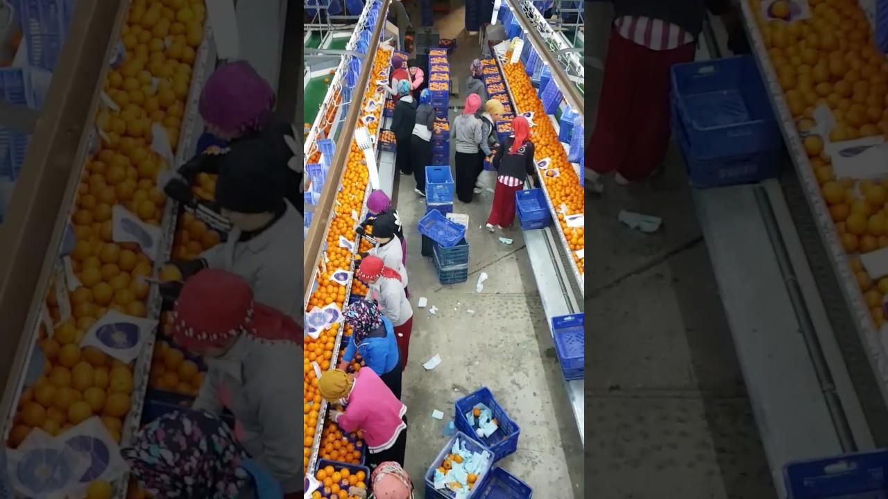 Zafer gıda narenciye paketleme fabrikası