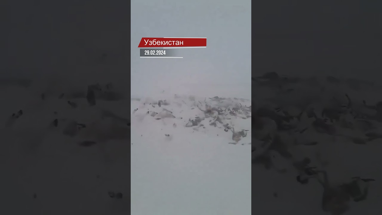 Снегопад в Узбекистане. 