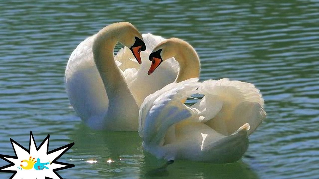 Complete relaxationю. A date with nature to beautiful music.