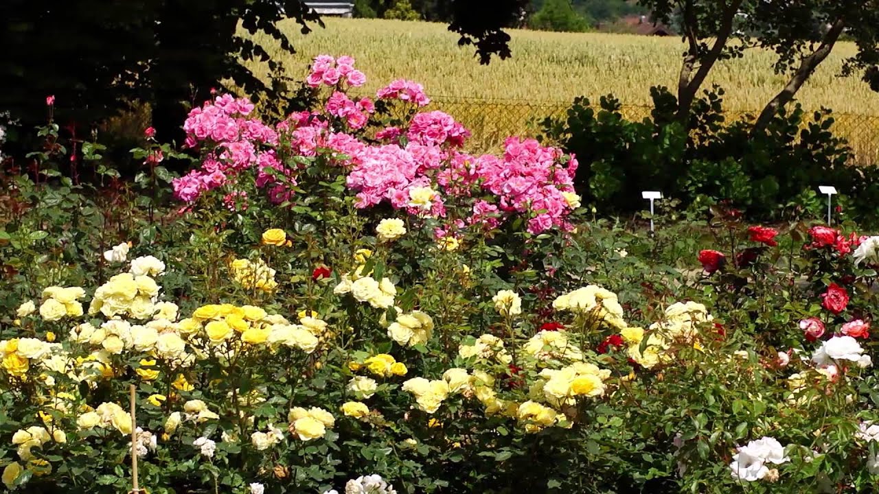 Schaugarten Rosenunion, Ausschnitt aus Dokumentarfilm 