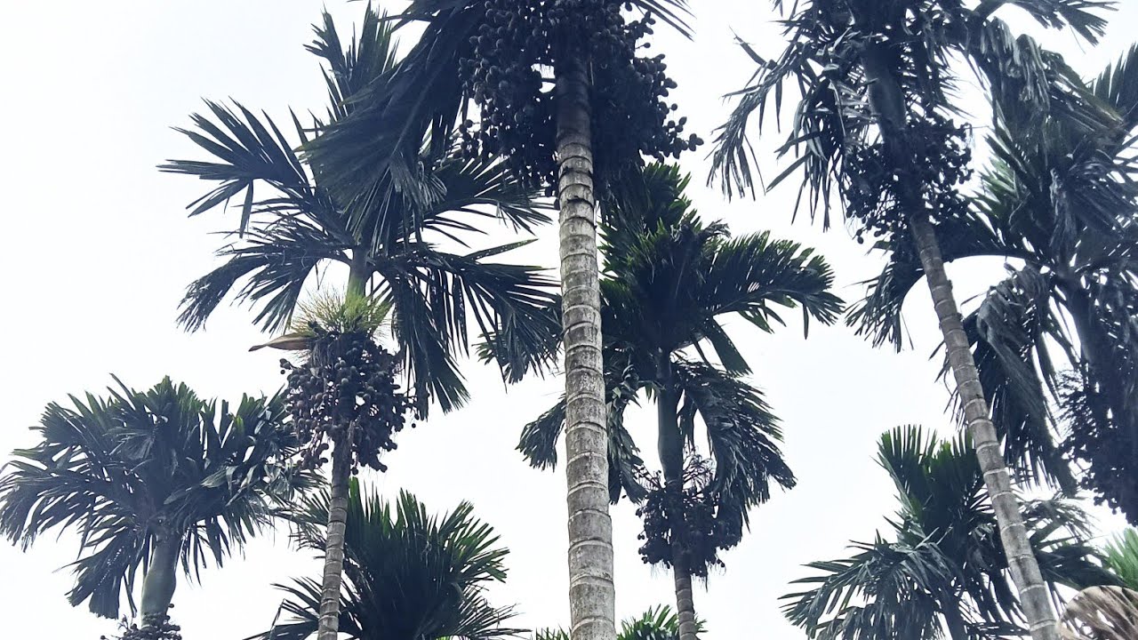 അടിപൊളി അടക്ക തോട്ടം 