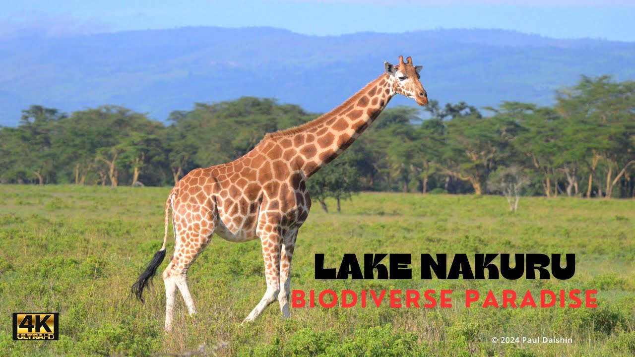 Wild Wonders of Lake Nakuru: Nature's Spectacle Unveiled! Part II