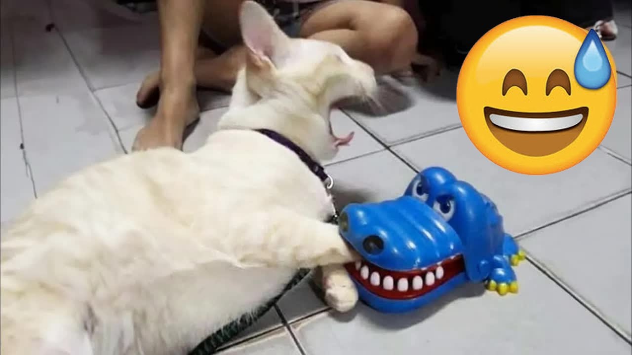 New Funny Animals 🥰 Funniest Cats and Dogs 2026 🤣 🥒 #animals #funnydogs #funnycats
