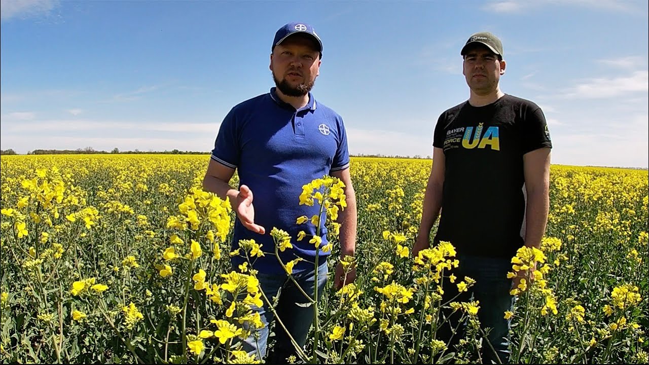 Завчасний захист ріпаку від хвороб та шкідників