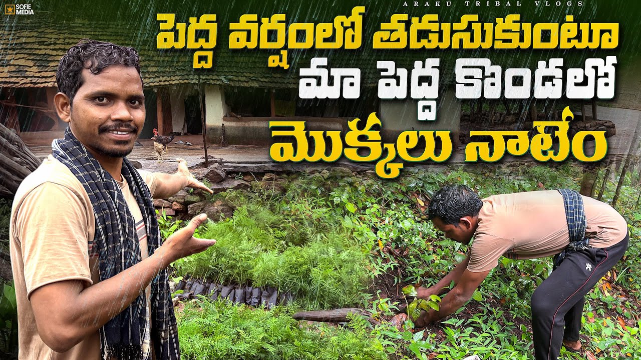 మిత్రులందరికి స్వాతంత్ర దినోత్సవ శుభాకాంక్షలు 🇮🇳||ఈరోజు కొండల్లో మొక్కలు నాటేం|Araku Tribal Vlogs 