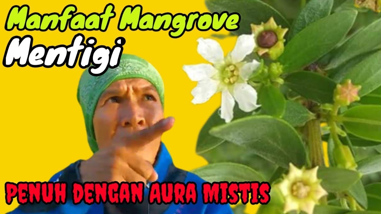 Manfaat Pohon Santigi yang sering diburu untuk bonsai || Pemphis Acidula
