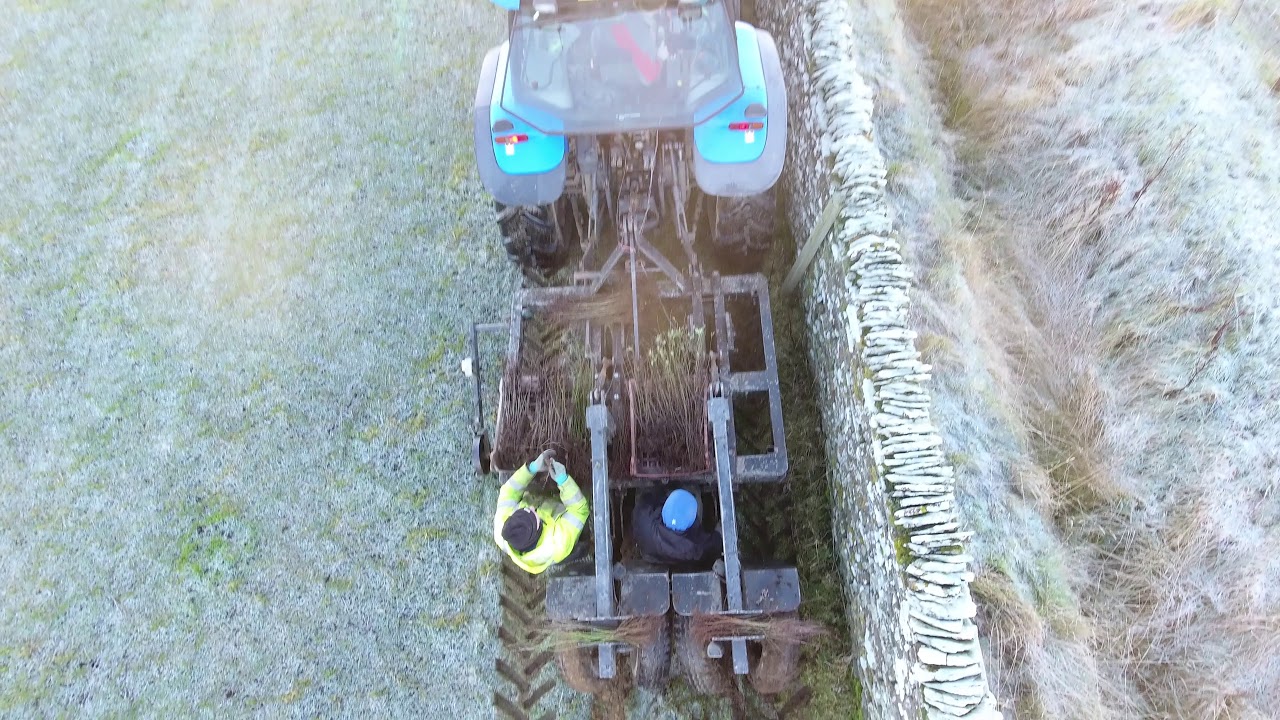 Hedge Planting