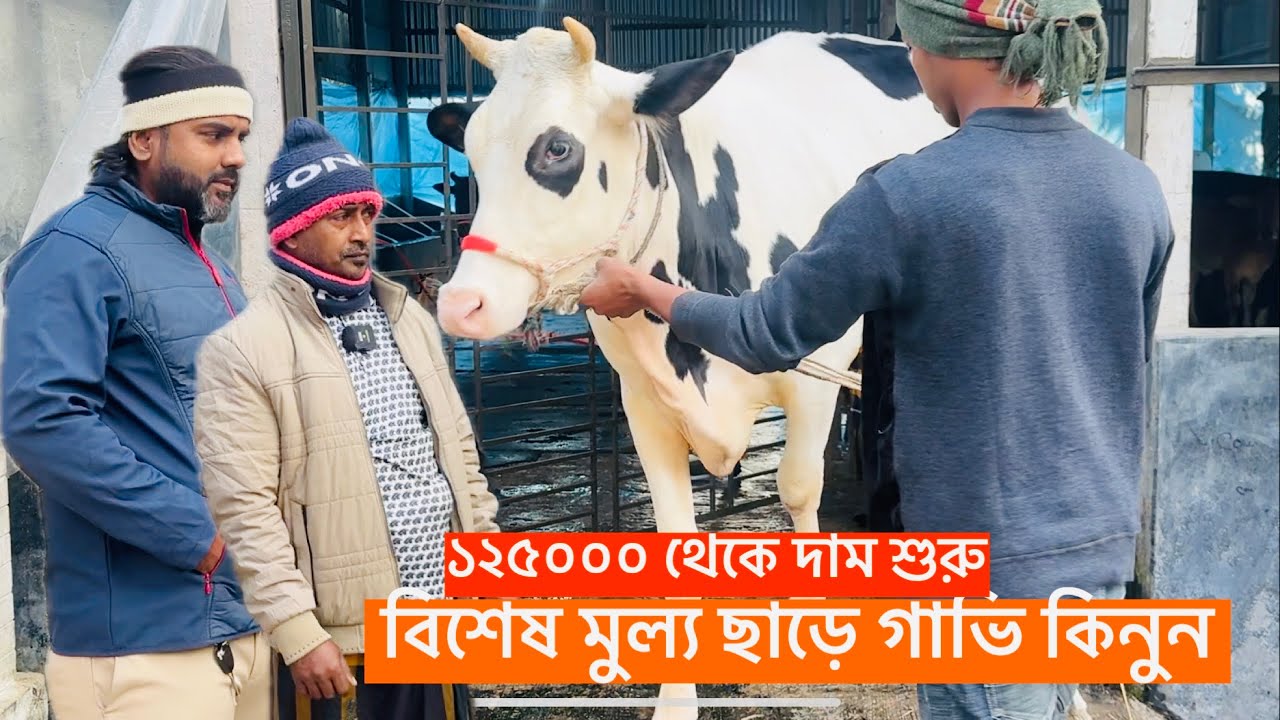  মাত্র ১ লক্ষ ২০ হাজারে পাবেন গাভি, এছাড়াও ২৪ কেজি দুধের গাভি ফ্লাকবি বাছুর ও ষাড়, মহীষ কিনতে চান? 