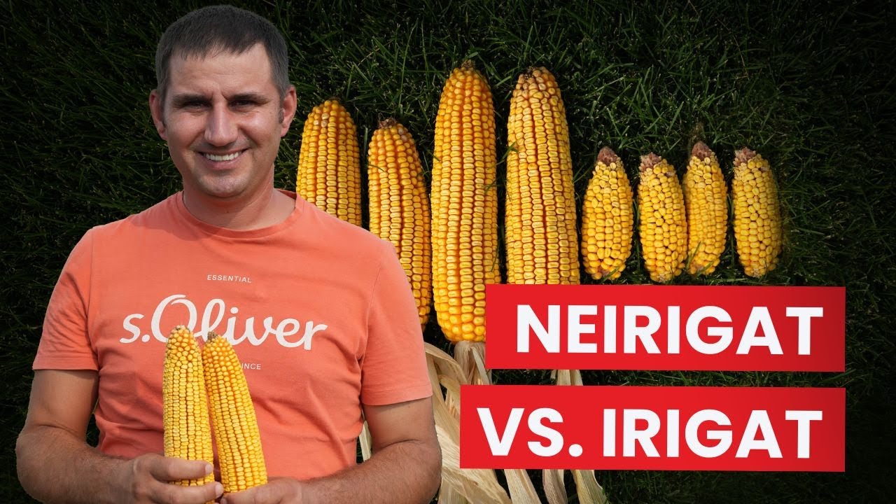 🌽Producție porumb neirigat vs. irigat #recolta2024