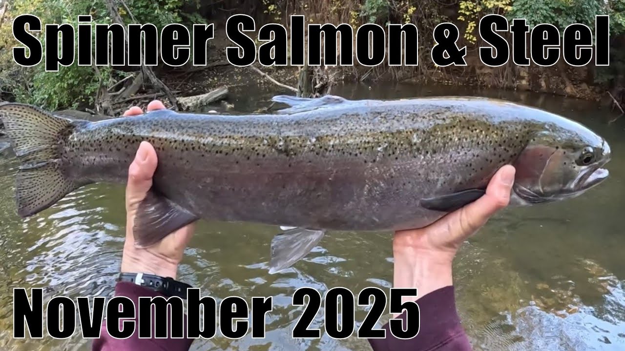 Indiana Tributary Steelhead: Spinner Salmon & Steel! 11/2/25
