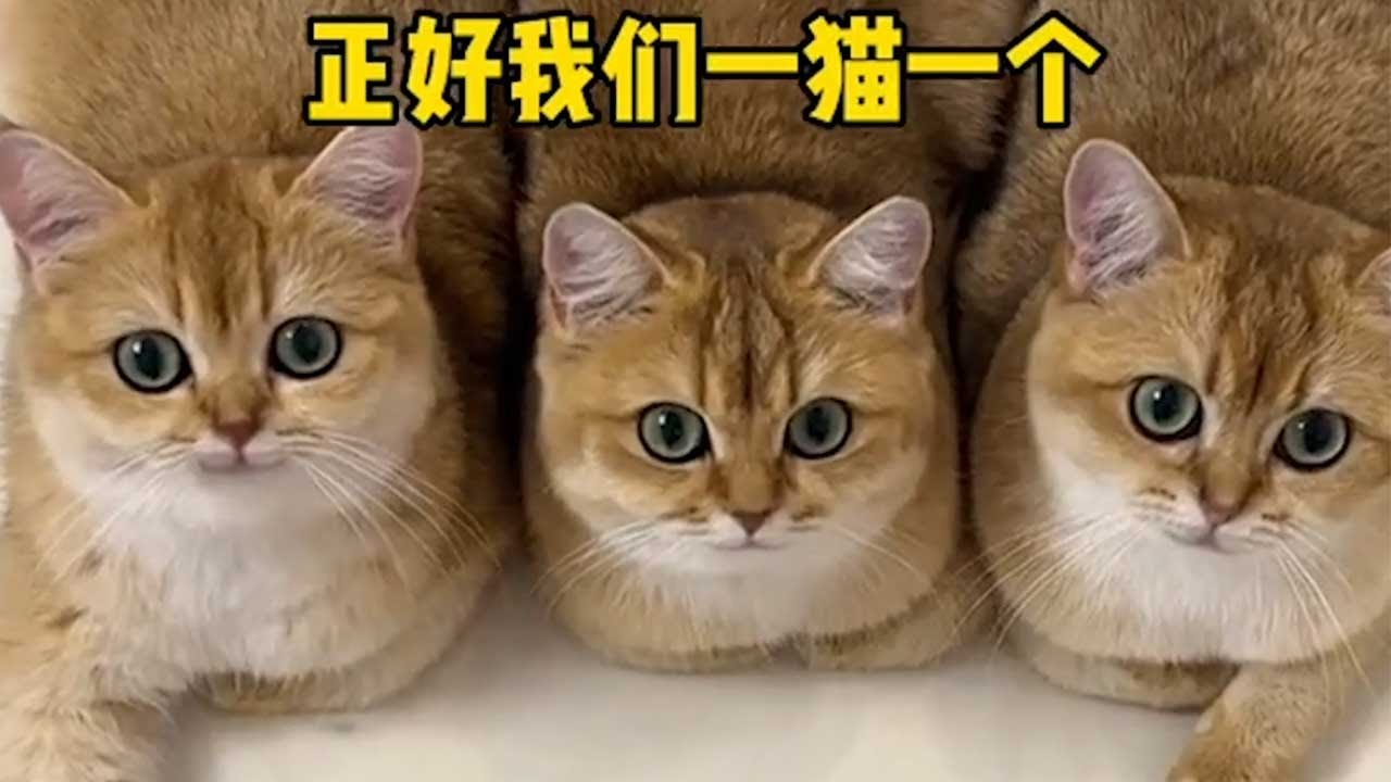【牛奶是只猫】大家觉得选哪一只和我家猫咪更配呢🤔三小只满怀期待结尾却……哈哈哈哈哈哈