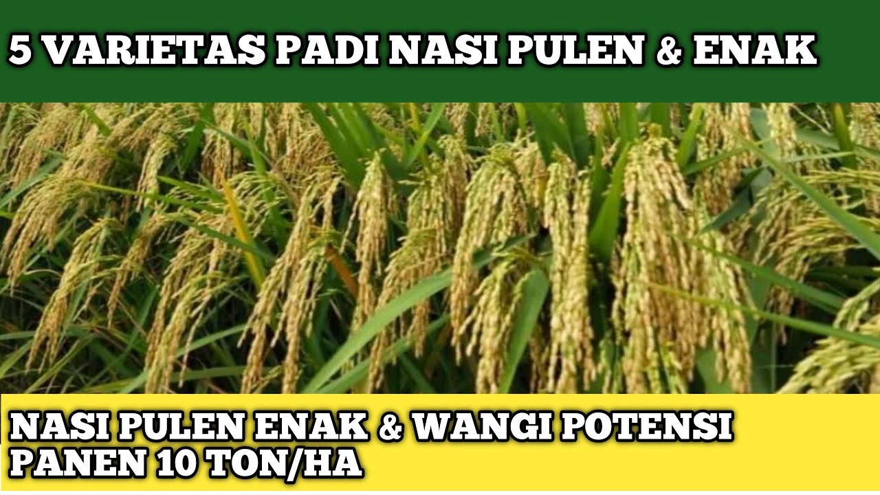 5 VARIETAS PADI NASI PULEN ENAK DAN WANGI BULIR LEBAT ANAKAN BANYAK TAHAN ROBOH
