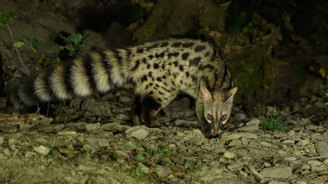 Common Genet in Spain foraging at night