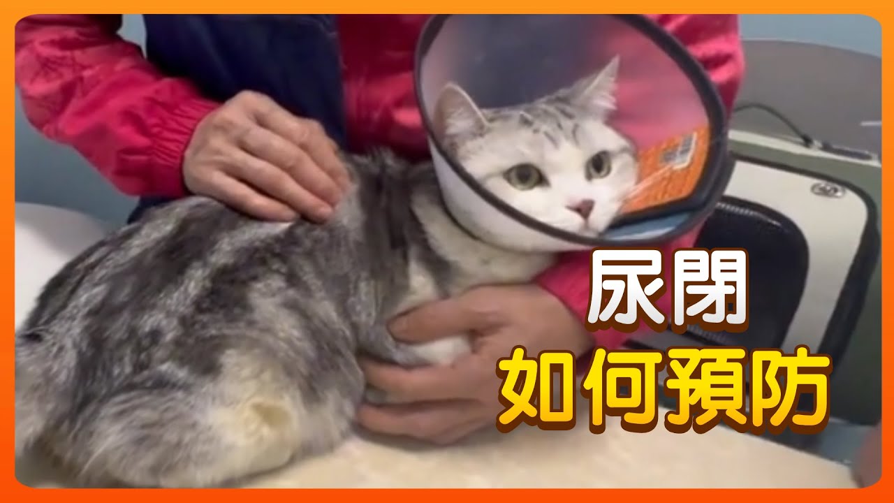 頻尿 尿閉 尿淋漓&hellip;公貓膀胱常見原因你知道多少？