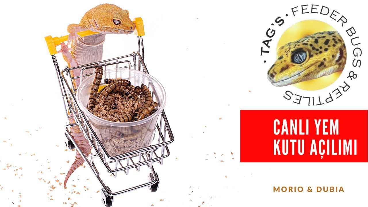 Canlı Yem Kutu Açılımı - Morio, Dubia