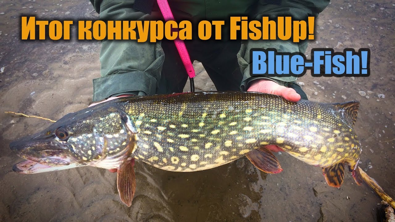 Итог конкурса от Fishup & X-FISHER team!