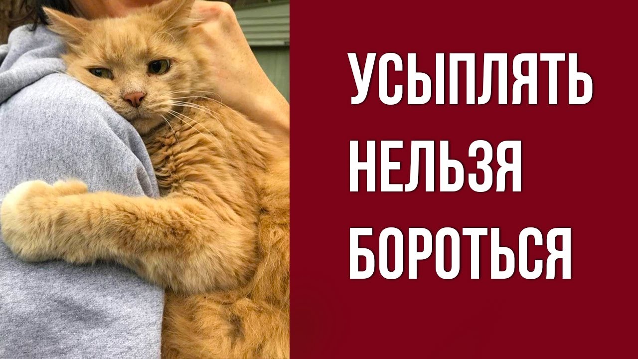 Когда нельзя усыплять кошку