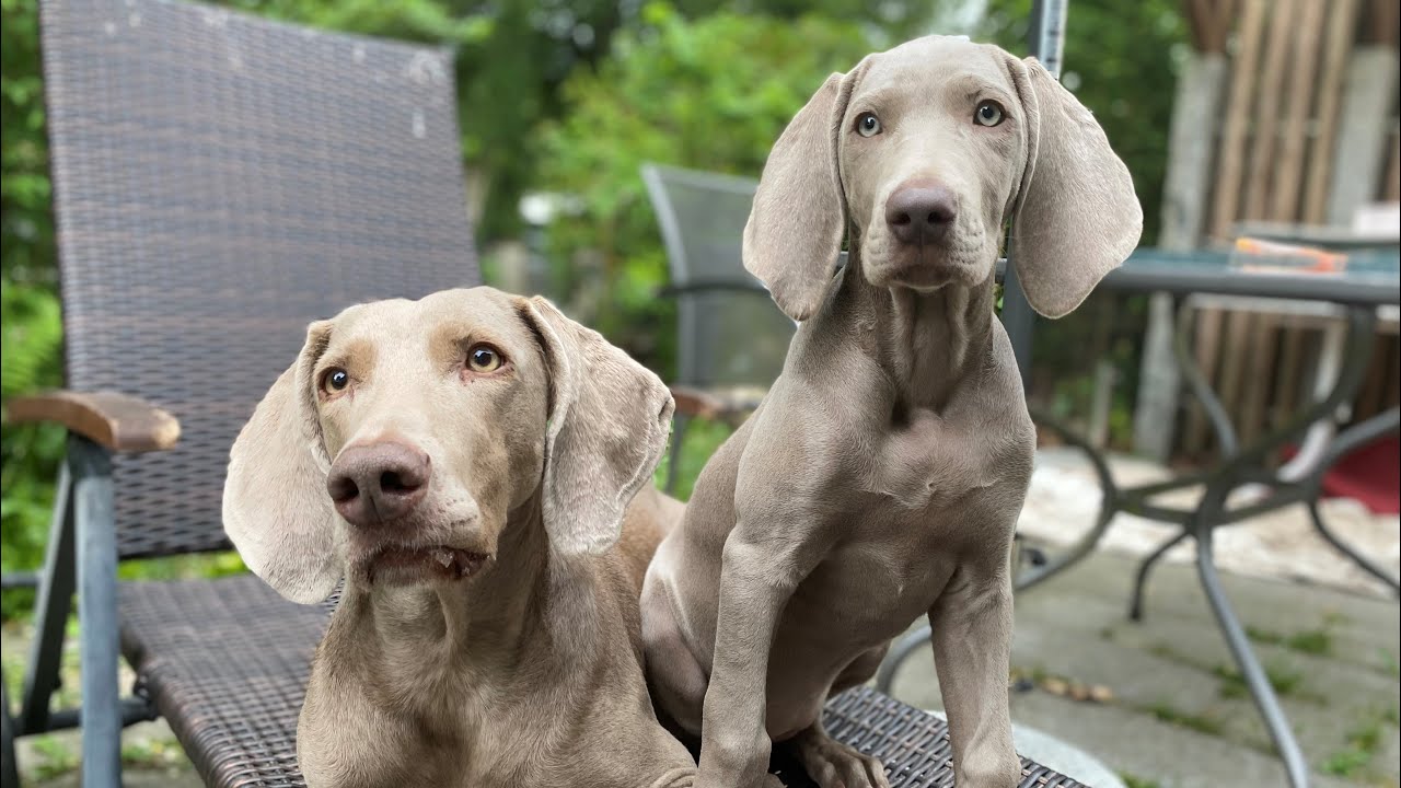 Die Weimaraner Welpen - Woche 12 Neuer Schabernack mit Merkel